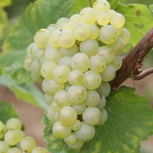 Riesling grapes.