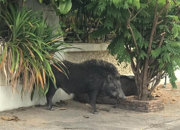 Soi Khao Talo residents want Pattaya to help catch 30-40 wild boars roaming the nearby woods eating trash and biting people.