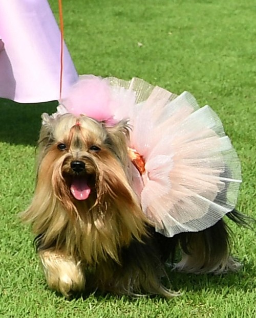 Khun Perfume, the pet owned by Her Royal Highness Princess Sirivannavari Nariratana, entered the spirit of the day.