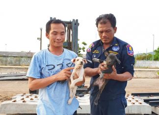 Puppies rescued from under railroad ties