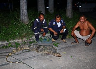 Chicken-stealing lizard caught in Sattahip