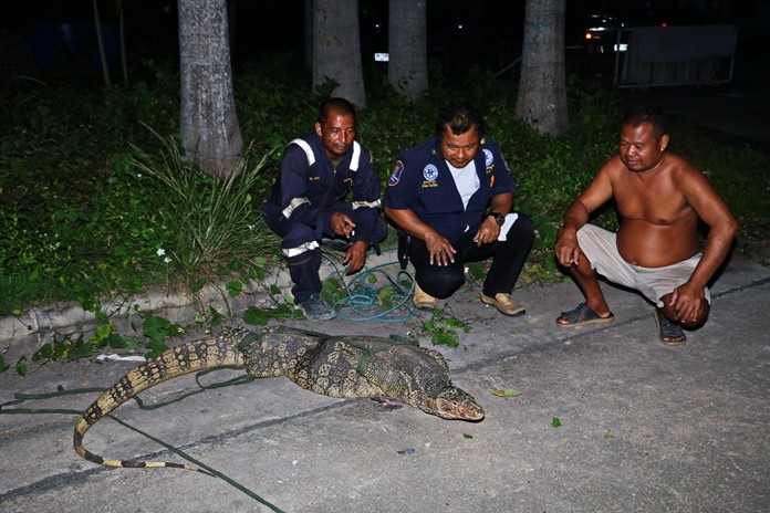After three of his fighting cocks went missing, a Sattahip farmer finally found the thief: A giant water monitor lizard.