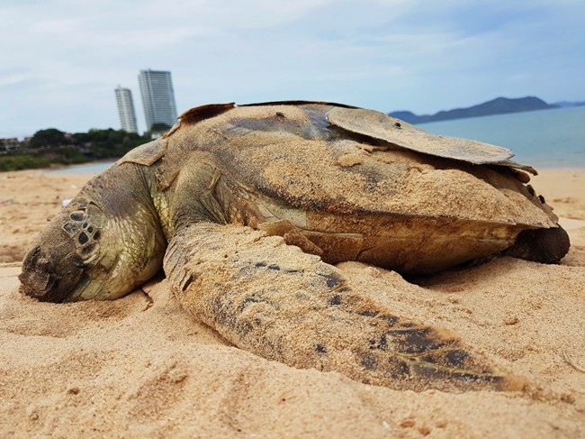 The carcass of an 8kg turtle lies washed up on Somprasong Beach in Najomtien.