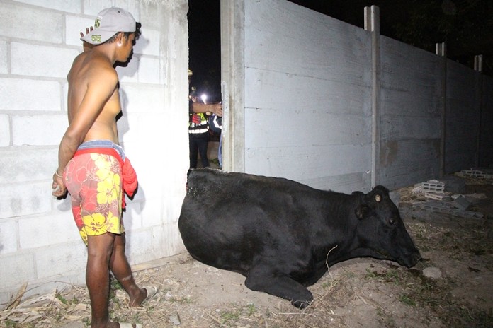 Rescue workers from the Sawang Boriboon Foundation spent over an hour to free the love-struck bull.