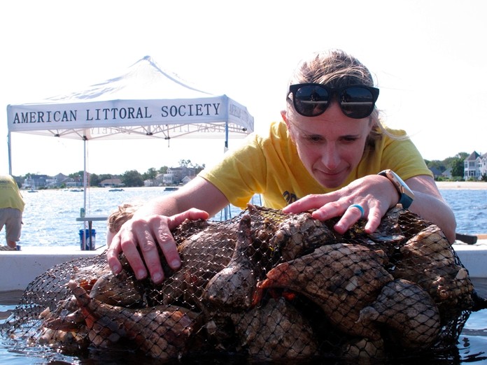 Christine Thompson, an assistant professor at Stockton University, looks through bags of young oysters growing on whelk shells as part of an oyster restoration program being done by the American Littoral Society in Ocean Gate, N.J. (AP Photo/Wayne Parry)