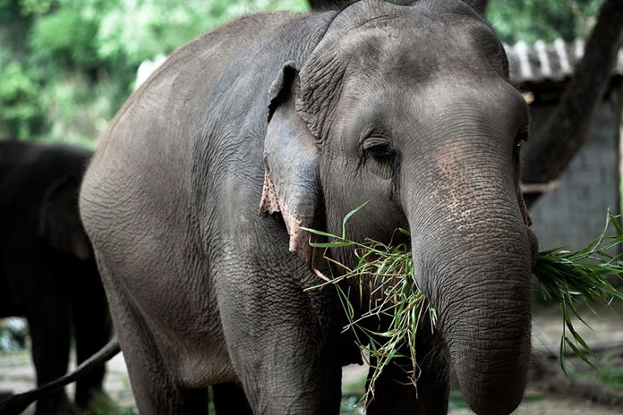 The Thai Elephant Conservation Centre (TECC) has been caring for elephants since 1993.
