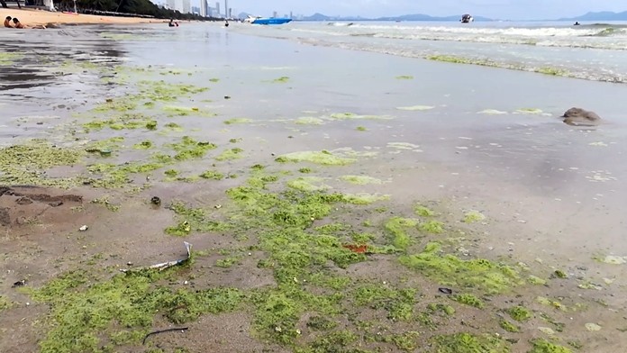 Green plankton is strewn all over Jomtien Beach.