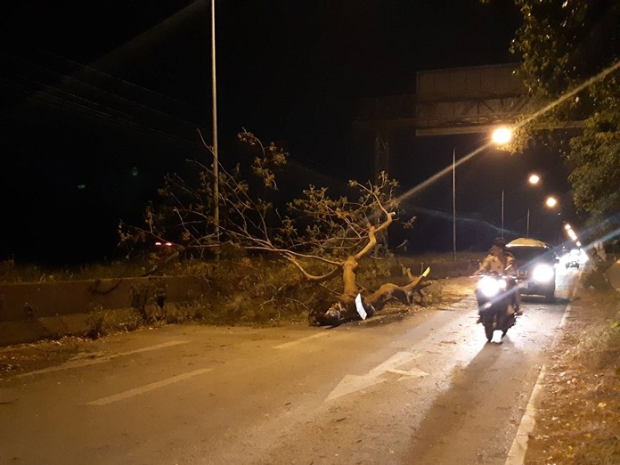 A large tree partially blocks the railway-parallel road in Pattaya after it was brought down by high winds.