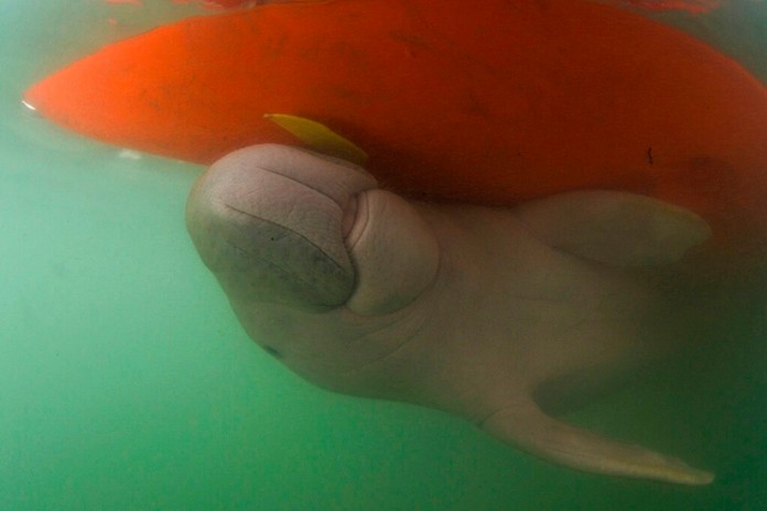 A baby dugong named Marium swims near the hull of a boat off Libong Island Thursday, May 23, 2019, in Trang province, southern Thailand. A top marine biologist is urging Thailand’s government to speed up conservation plans for the dugong, an endangered sea mammal, after their death toll for the year has already climbed to a record 21. (Sirachai Arunrugstichai via AP, File)