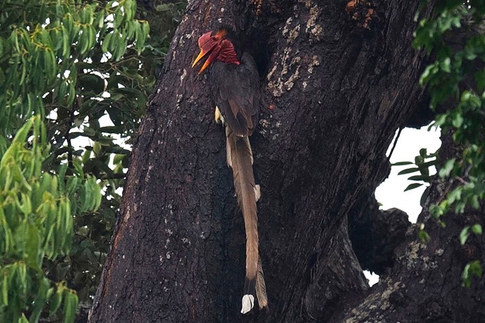 In this June 16, 2017, photo, a helmeted hornbill sits in a tree at the Khao Sok National Park in Surat Thani province southern Thailand. Conservationists say time is running out for Thailand's dwindling population of helmeted hornbills thanks to poaching of the exotic birds for the ivory-like casques atop their big yellow beaks. (AP Photo/Ronayuth Sribanyaranond)