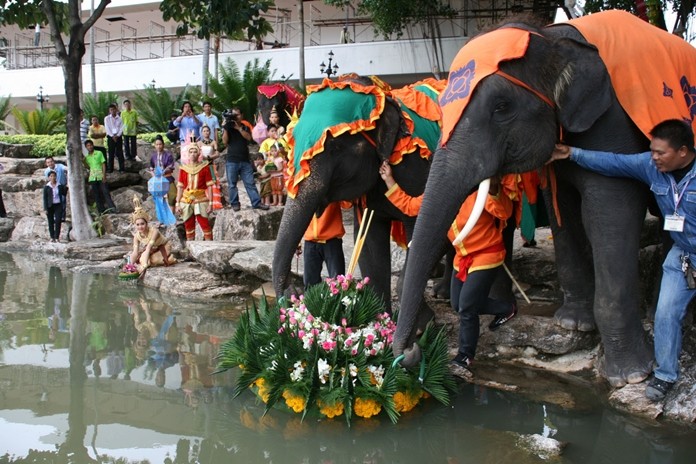This year’s Loy Krathong Festival, the most romantic night on the Thai calendar, falls on Monday, November 11. The entire Kingdom will be celebrating, with most everyone going to the water’s edge to loy (float) their krathong. Shown here, elephant lovers in Sattahip float their krathong on this special day. Since it is such a revered holiday, expect a large influx of people flowing into the resort. This will most likely cause more than a few traffic jams, so please plan ahead should you choose to drive anywhere during the holiday period. 