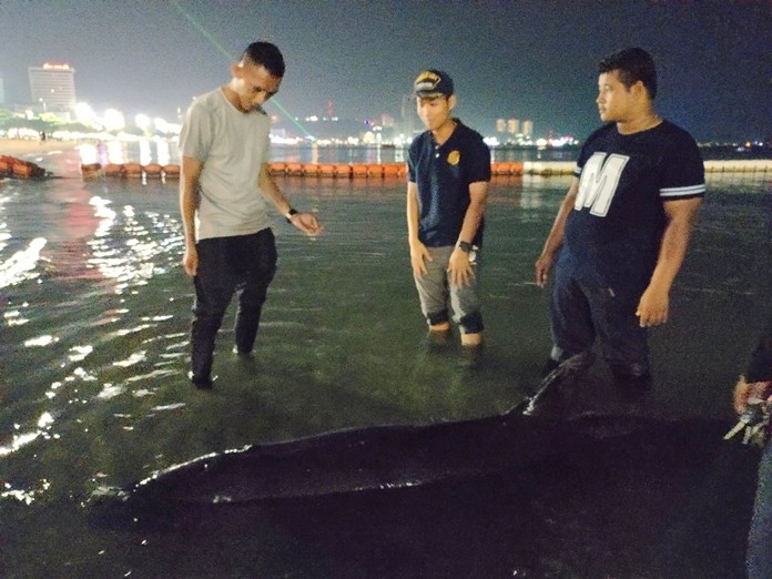 An oceanic dolphin commonly called a “false killer whale” died after beaching itself on Pattaya Beach.