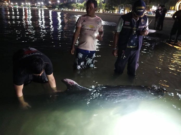 The 300-kilogram “Pseudorca crassidens” was hooked inadvertently by a fisherman.