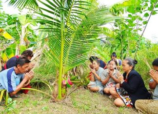 Lottery gamblers go bonkers over Naga-shaped tree