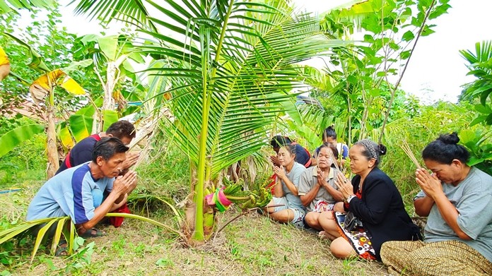 Lottery gamblers flocked to a Sattahip coconut tree which they claimed...