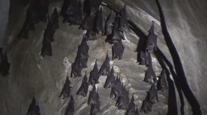 Rare bat habitat found in Trang.