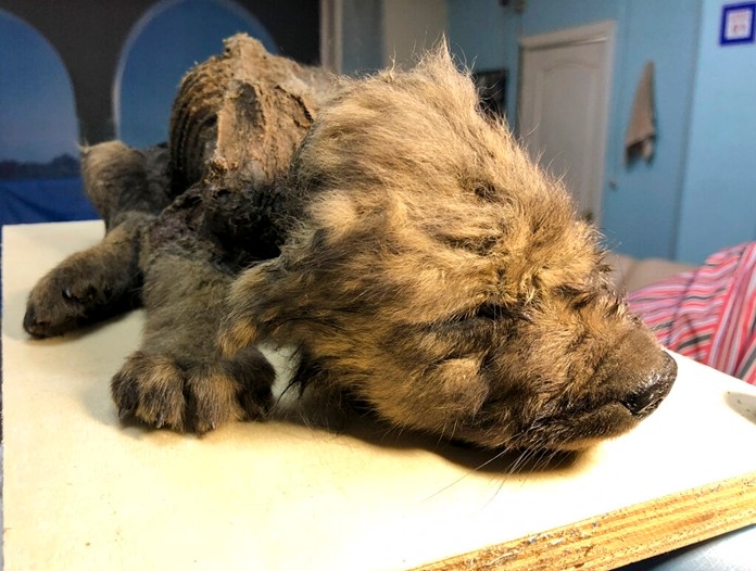 This is a handout photo taken on Monday, Sept. 24, 2018, showing a 18,000 years old Puppy found in permafrost in the Russia's Far East, on display at the Yakutsk's Mammoth Museum, Russia. (Sergei Fyodorov, Yakutsk Mammoth Museum via AP)