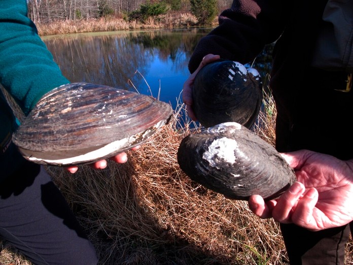 In this Nov. 21, 2019 photo, wildlife officials hold dead Chinese pond mussels that were found in a network of ponds in Franklin Township, N.J. (AP Photo/Wayne Parry)