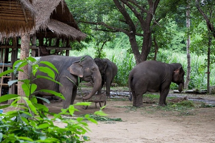 Thai Elephant Conservation Centre, Lampang