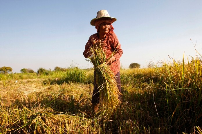 In this Feb. 11, 2019, file photo, woman cuts rice in the village of Samroang Kandal on the north side of Phnom Penh, Cambodia. (AP Photo/Heng Sinith, File)