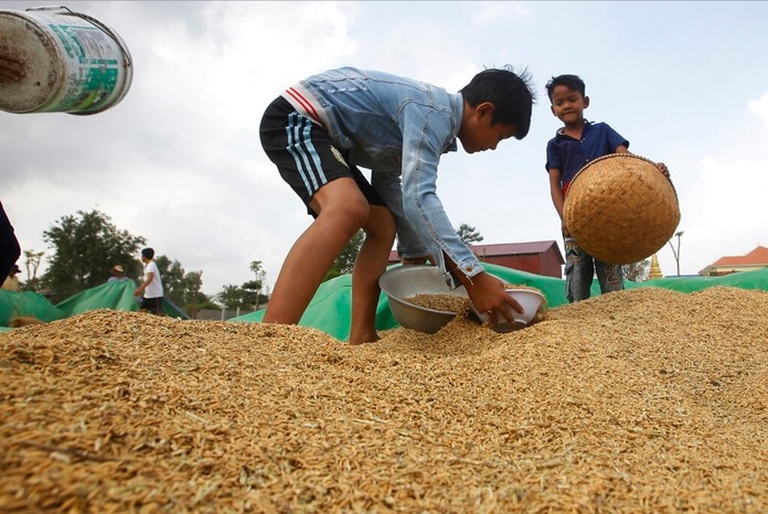 In this Nov. 17, 2019, file photo, boys help their family for collect rice during harvest season in Samroang Tiev village, outside Phnom Penh, Cambodia. (AP Photo/Heng Sinith, File)