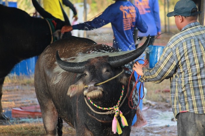 Sabai, sabai - this happy buffalo enjoys a cool wash on a hot day.