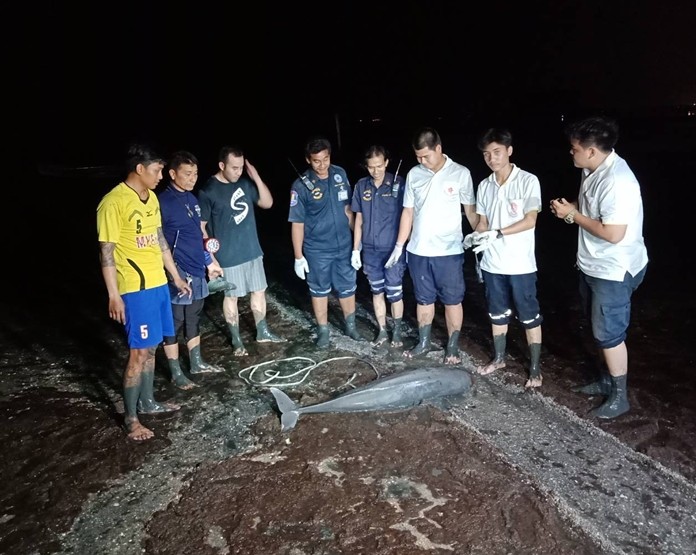 Rescue workers pulled the carcass of a dolphin to shore and hauled it away.