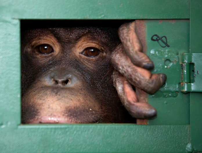 Cola, 10-year-old female orangutan waits in a cage to be sent back to Indonesia at a Suvarnabhumi Airport in Bangkok, Thailand, Friday, Dec. 20, 2019.(AP Photo/Sakchai Lalit)