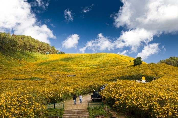 Bua Tong Fields at Doi Mae U Kho, Mae Hong Son