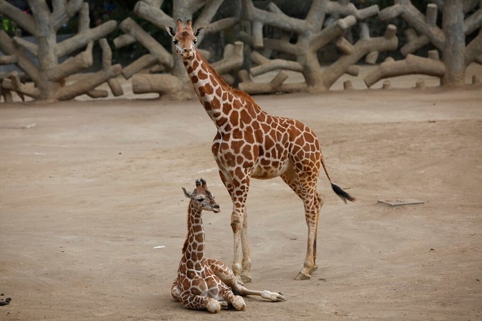 A two-month-old giraffe sits in her enclosure at the Chapultepec Zoo in Mexico City, Sunday, Dec. 29, 2019. (AP Photo/GinnetteRiquelme)