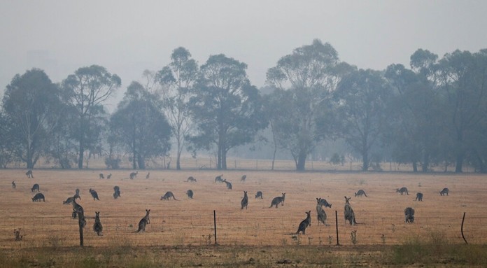 Kangaroos graze in a field as smoke shrouds the Australian capital of Canberra, Australia, Wednesday, Jan. 1, 2020. Australia deployed military ships and aircraft to help communities ravaged by apocalyptic wildfires that destroyed homes and sent thousands of residents and holidaymakers fleeing to the shoreline. (AP Photo/Mark Baker)