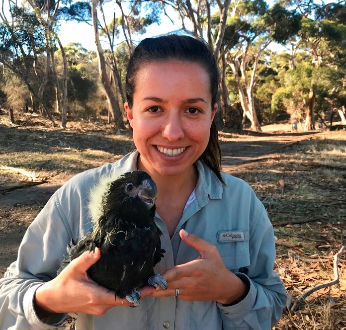In this undated photo taken and provided by Mike Barth, Daniella Teixeira, who is working on a doctoral degree about the birds at The University of Queensland, holds the shiny black-cockatoo in Kangaroo Island, Australia.(Mike Barth via AP)
