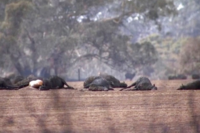 This image made from video shows dead kangaroos and sheep after wildfires hit the Kangaroo Island, South Australia Sunday, Jan. 5, 2020. (Australian Broadcasting Corporation via AP)