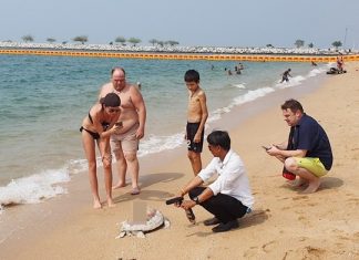 Wild green turtle killed by boat prop