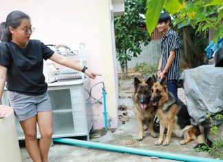 Bang Saray woman’s dogs attack burglar who Sattahip police failed to investigate