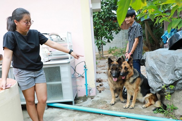 Anchalee says her two Alsatians may have saved her life when they attacked a weapon-wielding burglar in an attempted home invasion in Bang Saray.