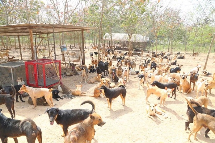 Due to overcrowding, previously stray dogs are being moved from Pattaya’s shelter in Plutaluang to a new facility in Pong.