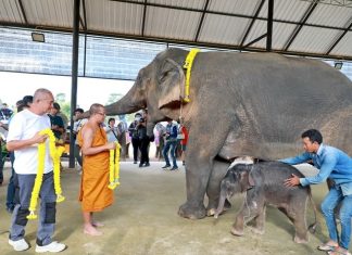 Elephant birth at Nong Nooch trumpets in the year