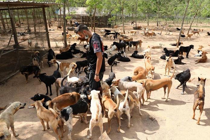 Chonburi officials tour controversial Pattaya dog shelter - Pattaya Mail