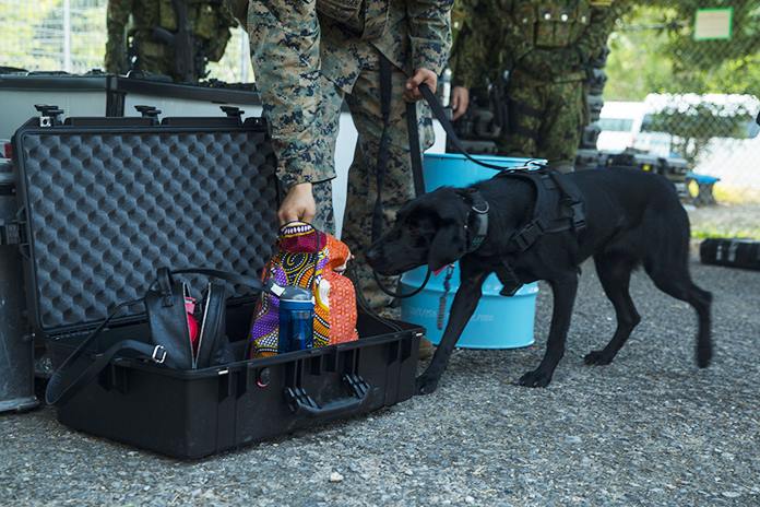 Allie, a military working dog with the 31st Marine Expeditionary Unit, smells a simulated noncombatant evacuee’s bag. (U.S. Marine Corps photo by Sgt. Audrey M. C. Rampton)