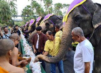 Jumbos feast on National Elephant Day in Pattaya