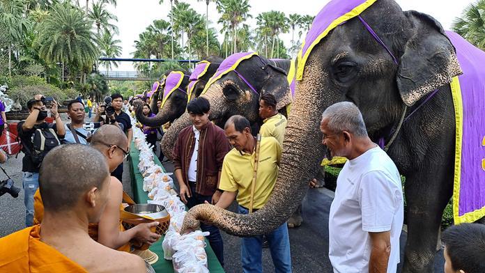 Nong Nooch Tropical Garden Kampol Tansajja, accompanied by executives, staff, and 37 smart elephants present alms to monks on the occasion of National Elephant Day.
