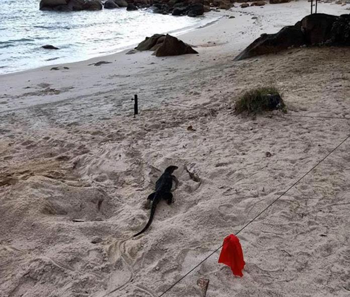 A monitor lizard on the scent of the turtle eggs.