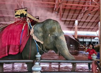 Elephants at Nong Nooch Pattaya given health showers