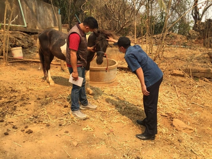 AHS deaths have been reported in Nakhon Ratchasima, Prachuap Khiri Khan, Chon Buri and Phetchaburi provinces in the past weeks.It is still unknown how the AHS or African plague outbreak has occurred for the first time in Thailand.