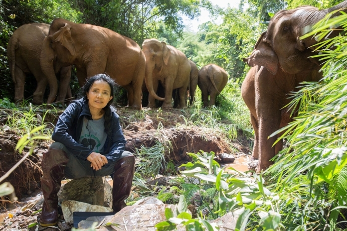 Lek Chailert with her elephants.