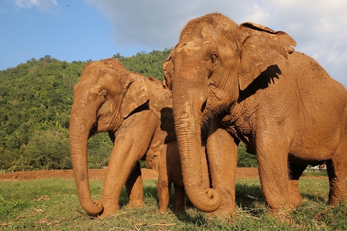 Dozens of elephant trekking camps are closing due to lack of income.