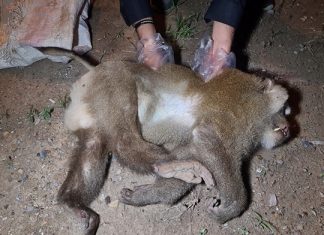 Drunk monkey dies in Sattahip car accident near Pattaya