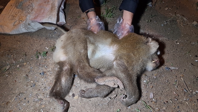 A monkey drunk on beer died after being hit by a car in Sattahip.