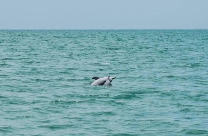 The Marine National Park Operation Centre 3, Trang, spotted four dugongs, four dolphins and eight sea turtles in the areas offshore of the Hat Chao Mai National Park.